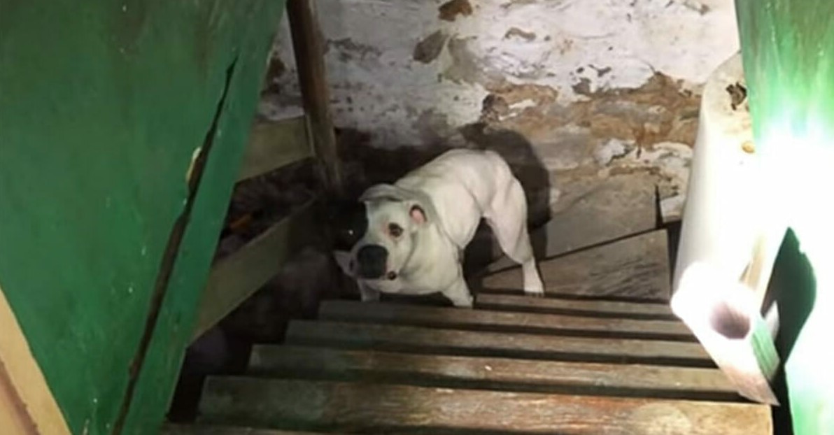 Mann zieht in Haus, findet verlassenen Pitbull im Keller – Die Reaktion des Hundes sagt alles	